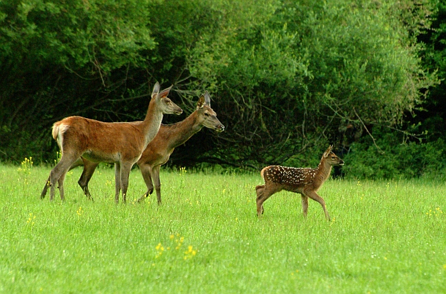 PASSIONE PER IL CERVO